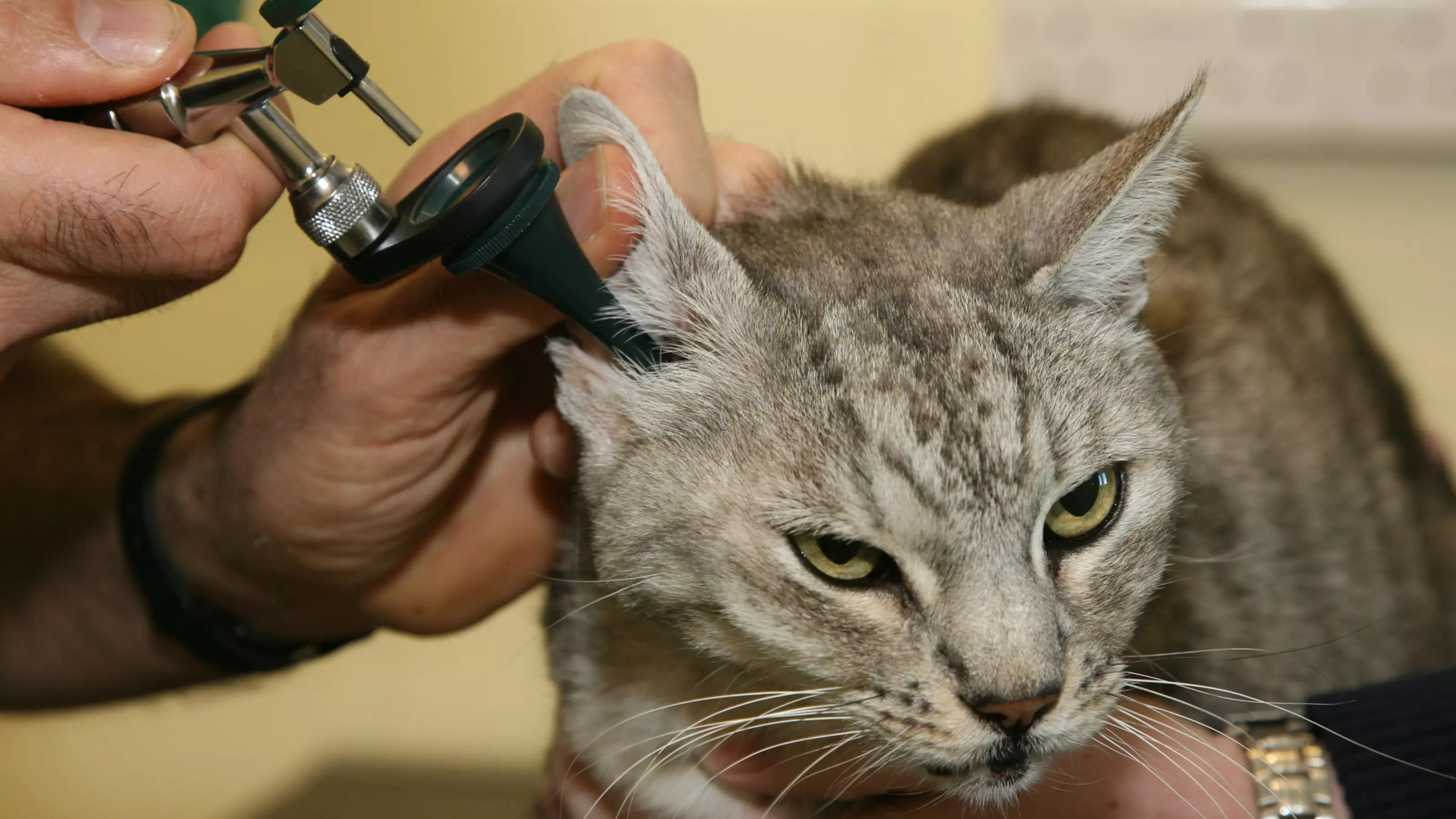 Ear mites in cats Treatment symptoms Blue Cross